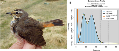 A haplotype-resolved bluethroat (Luscinia s. svecica) genome assembly uncovers the complex MHC region
