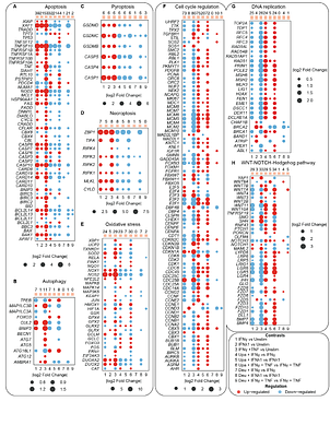 JAK and TYK2 inhibitors differentially modulate interferon/TNF-driven inflammation, stemness and proliferation in the colonic epithelium of ulcerative colitis