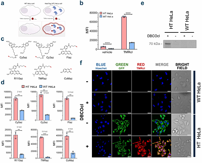 Profiling Cytosolic Drug Delivery in Mammalian Cells: A Generalizable Assay for Intracellular Accumulation