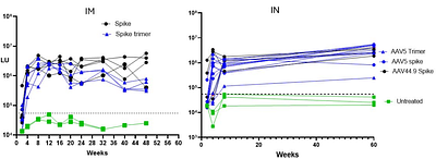 Intranasal AAV Vaccination of SARS-CoV-2 Induce Strong and Sustained Neutralizing Antibodies in Mice