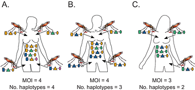 Molecular surveillance of multiplicity of infection, haplotype frequencies, and prevalence in infectious diseases