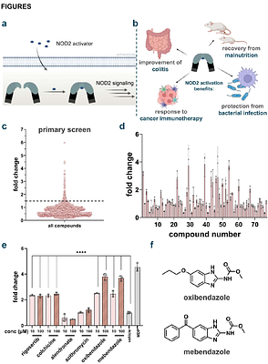 Identification and Evaluation of Benzimidazole- Agonists of Innate Immune Receptor NOD2