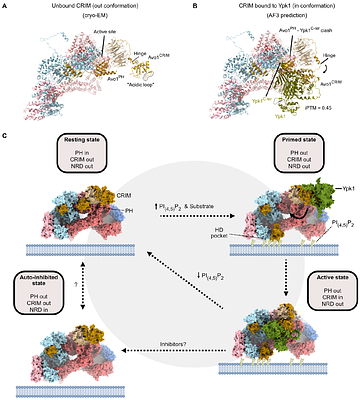 Structural basis for TORC2 activation