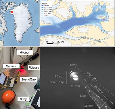 Seafloor video-acoustic monitoring in a Greenlandic glacial fjord records hyperbenthos, backward-swimming fish, and narwhals