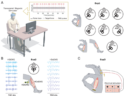 TMS-Evoked Corticospinal Beta Oscillations in Humans Recorded from Muscles