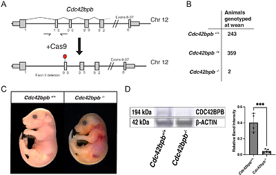 Modeling patient variants of Cnot1 and Cdc42bpb results in distinct forms of congenital diaphragmatic hernia in mice