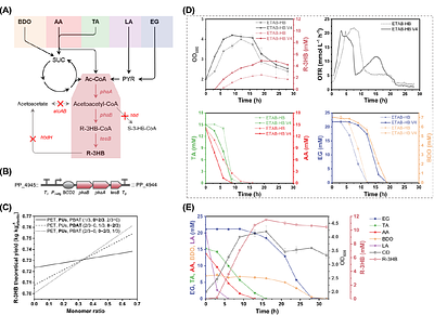 Engineering Pseudomonas putida KT2440 for open-loop upcycling of mixed plastics