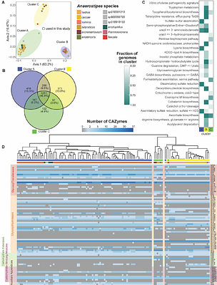 Diversity and prevalence of Anaerostipes in the human gut microbiota