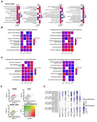 Epithelial-Immune-Stromal Interactions Define Divergent Repair and Fibrosis Pathways After Acute Kidney Injury in Human Renal Transplants