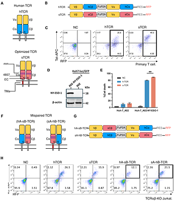Targeted Ablation of Canonical Disulfide Bonds Mitigates TCR Mismatching in Engineered T Cells