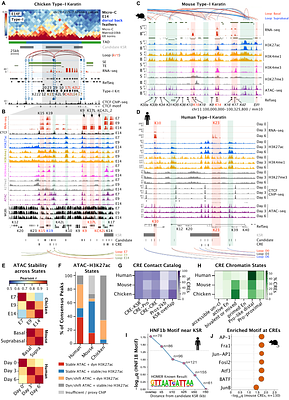 Hierarchical Gene Cluster Regulation Across Vertebrate Skins: Developmental Control of Keratin Gene Expression