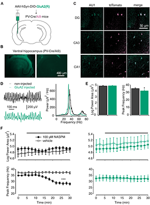 Calcium-permeable AMPAR in hippocampal parvalbumin-expressing interneurons protect against memory interference