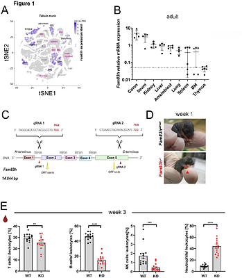 FAM83H regulates postnatal T cell development through thymic stroma organization