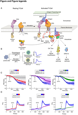 Molecular Basis of Ionic Suppression of ZAP-70 Dependent T Cell Receptor Activation