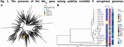 A novel mechanism of ceftolozane-tazobactam resistance in Pseudomonas aeruginosa mediated by L2 β-lactamase