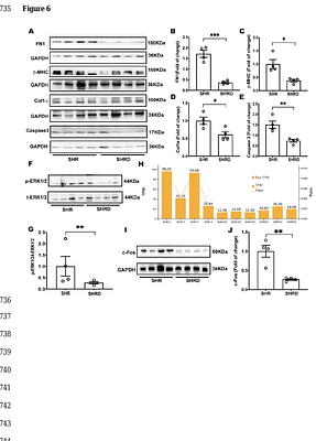 Red yeast rice-derived MKA ameliorates cardiac hypertrophy in hypertensive rats by inhibiting ERK1/2/c-Fos pathway