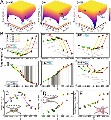 Transcriptional Condensates Encode a "Golden Mean" to Optimize Enhancer-Promoter Communication across Genomic Distances
