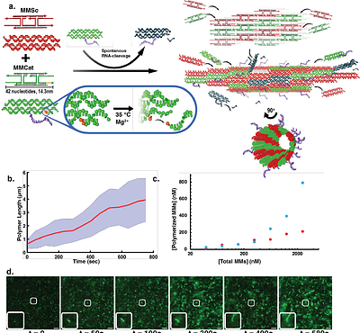 Emergent Dynamic Instability in Micrometer-scale Synthetic Active-matter Polymers