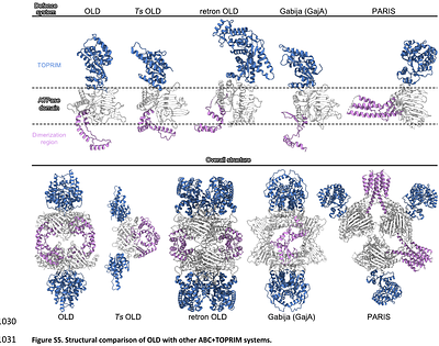 OLD sentinel: an abortive tRNase surveys phage replication and DNA defects in RecBCD-compromised cells