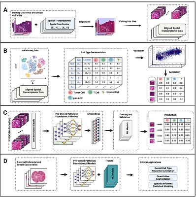 Translating Histopathology Foundation Model Embeddings into Cellular and Molecular Features for Clinical Studies