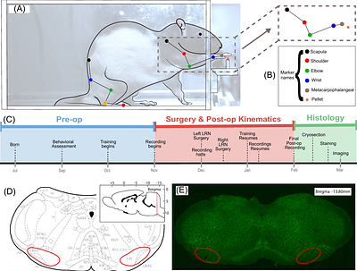 Kinematics-based assessment of reaching and grasping movements in LRN ablated animals identifies a role for the LRN in endpoint stabilization and reach timing.