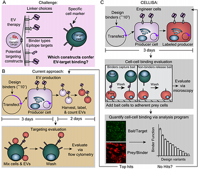 CELLISA - a cell-cell binding assay for evaluation of nanovesicle targeting proteins