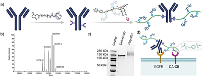 Multivalent Ligand-Protein Interactions Using Polymeric Lysosome-Targeting Chimeras (PolyTACs) Leads to Lysosome-Targeting Receptor-Independent Degradation of Transmembrane Proteins
