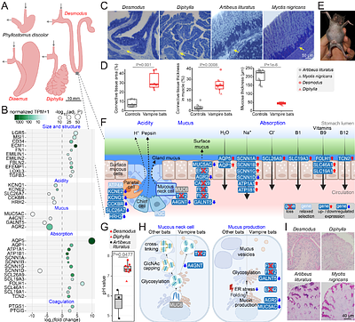 Integrated genomics and transcriptomics reveal mechanisms of extreme dietary adaptation in vampire bats