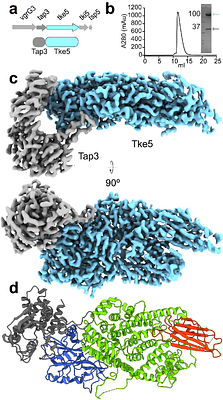 The cryo-EM structure of an adaptor-effector complex reveals the mechanism of a widespread pore-forming toxin family