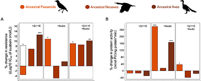 Historical Contingency Shapes Toxin Resistance in a Specialist Avian Predator