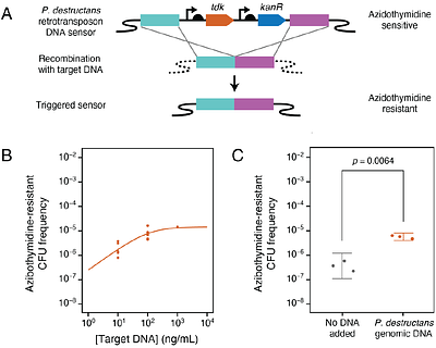 Engineered Acinetobacter baylyi ADP1-ISx cells are sensitive DNA biosensors for antibiotic resistance genes and a fungal pathogen of bats