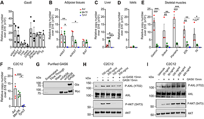 GAS6 and AXL promote insulin resistance by rewiring insulin signaling and increasing insulin receptor trafficking to late endosomes