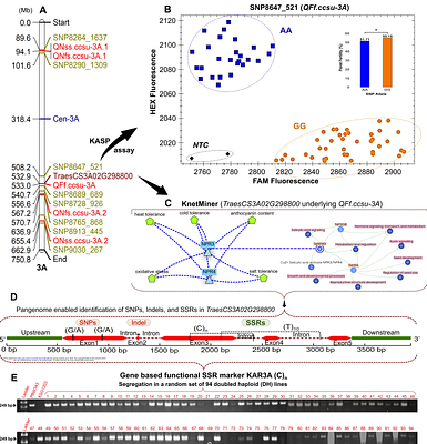 Investigations into genetic control of six spike traits with a focus on breeding for terminal heat stress tolerance in common wheat