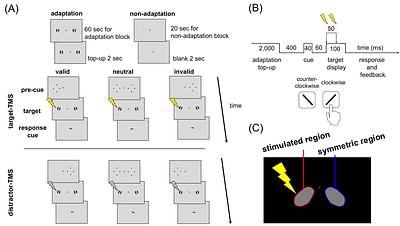 Adaptation and exogenous attention interact in the early visual cortex: A TMS study