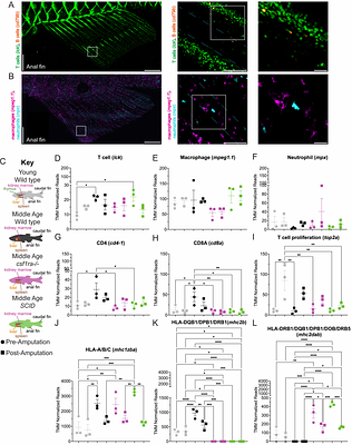 Age dependent collective trafficking of tissue resident T cells in zebrafish