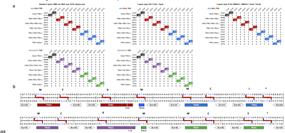 makeTCR: a Flexible Platform for Rapid, Scalable, Single-Step T Cell Receptor Synthesis