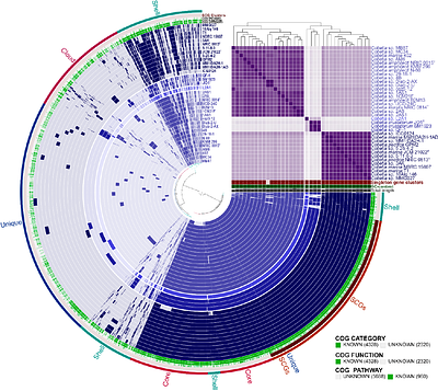 Pangenome- and genome-based taxonomic classification inference for the marine bacterial strain KMM 296 producing a highly active PhoA alkaline phosphatase and closely related Cobetia species