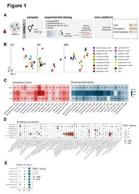 A high-throughput cost-efficient in vitro platform for the screening of immune senomodulators