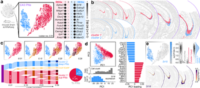 Hippocampal CA3 forms a two-layer network of molecularly distinct cell types in mice and humans