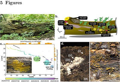 Allocation pattern of fruiting bodies in plasmodial slime molds, and threshold size for sporulation of P. polycephalum