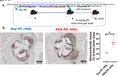 REGULATION OF HDL DYSFUNCTIONALITY BY PHOSPHATIDYLETHANOLAMINE LINKS POLY-UNSATURATED FATTY ACIDS WITH ATHEROSCLEROTIC CARDIOVASCULAR DISEASES