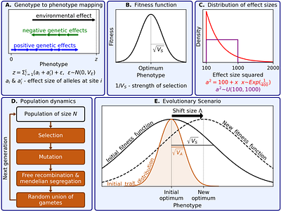 When should adaptation arise from a polygenic response versus few large effect changes?