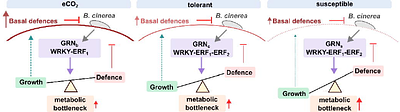 Elevated CO2 enhances tomato tolerance to Botrytis cinerea through transcriptional and metabolic defence reprogramming