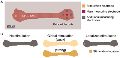 Wave propagation enhances extracellular signal strength in small excitable tissues