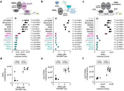 Towards a unified molecular mechanism for ligand-dependent activation of NR4A-RXR heterodimers
