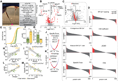 Affinity purification-mass spectrometry and single fiber physiology/proteomics reveals mechanistic insights of C18ORF25