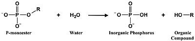 Alkaline phosphatase activity supports heterotrophic carbon acquisition in a coastal time series site and a representative marine bacterium