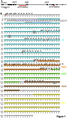 Domain-specific mutations in unc-6/Netrin differentially affect dorsal-ventral axon pathfinding in Caenorhabditis elegans