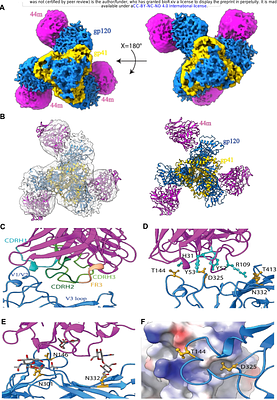 Immunogenicity and Structural Features of a Stabilized Clade-C HIV-1 Env Derived from a Pediatric Elite-neutralizer