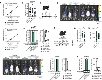 Host cell traversal by Plasmodium parasites is essential for sterilizing hepatic cellular immunity.